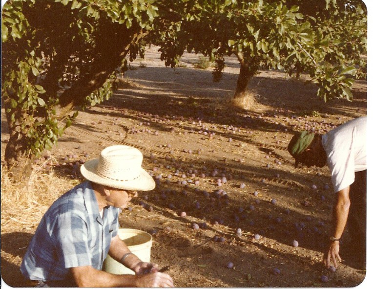 Harvest 1981 guerdondaddypicking