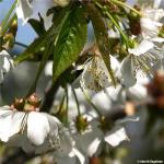 Black Tartarian Cherry Blossoms from Arbor Day Foundation